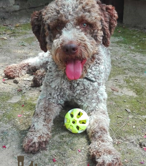 lagotto romagnolo maschio