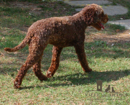 linea delle farnie lagotto