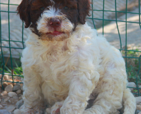 linus cane lagotto