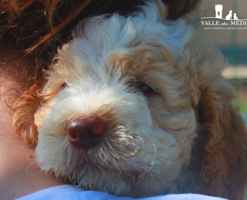 linus cani lagotto