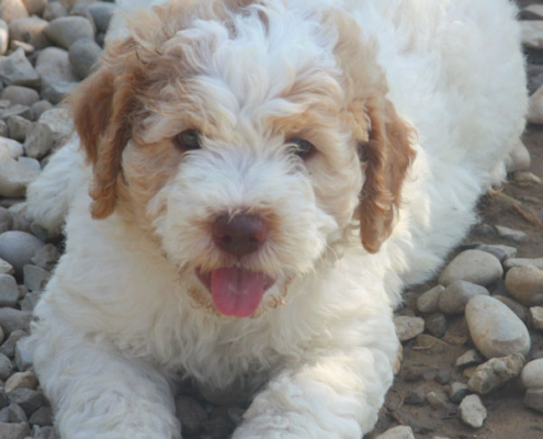 linus lagotto