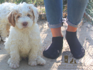 lucy cucciolo lagotto