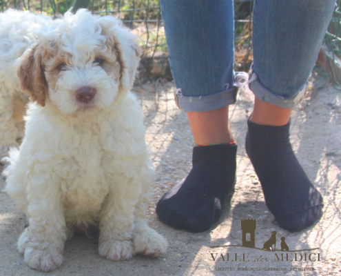 lucy cucciolo lagotto