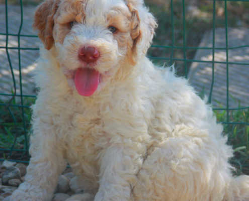 lucy femmina lagotto romagnolo