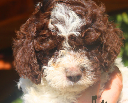 oli femmina lagotto