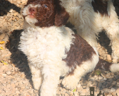 plautilla meglio lagotto maschio o femmina