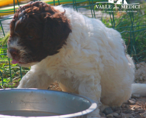 snoopy acqua lagotto