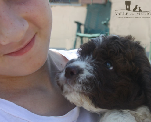 snoopy lagotto cucciolo