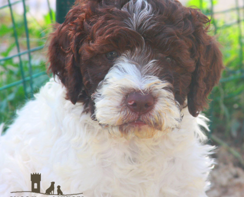 wood immagine lagotto