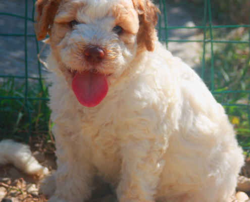 wood lagotto felice