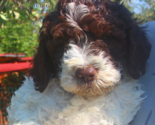 wood lagotto immagine