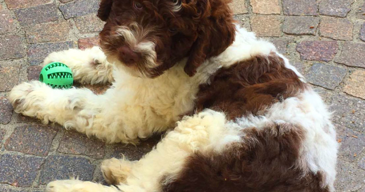 vendita lagotto romagnolo