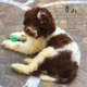 vendita lagotto romagnolo