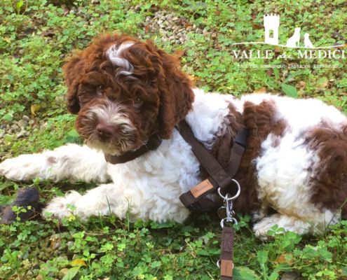 cucciolo lagotto aosta