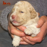 gold2 Teaching Lagotto's puppy where to take care of his needs