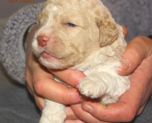 gold2 Teaching Lagotto's puppy where to take care of his needs