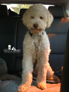 viaggiare cane lagotto