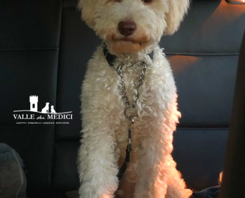 viaggiare cane lagotto