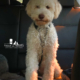 viaggiare cane lagotto