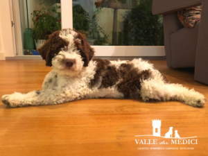 lagotto cane famiglie bambini