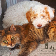 lagotto cane gatto amici