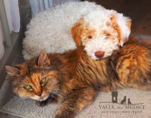 lagotto cane gatto amici