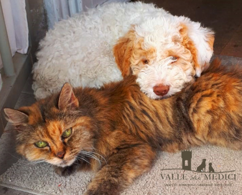 lagotto cane gatto amici