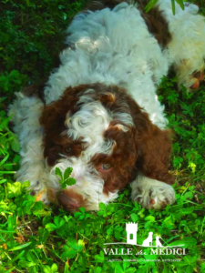 lagotto cucciolo adottato