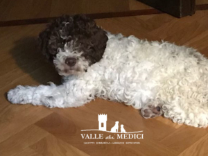 linus lagotto milano