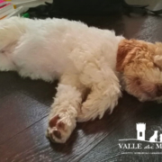 lucy lagotto romagnola milano
