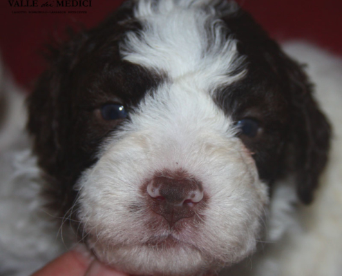 adottare cucciolo lagotto romagnolo