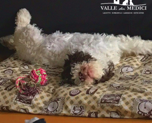 allevamento lagotto romagnolo