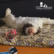 allevamento lagotto romagnolo