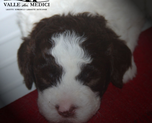 approfondimenti lagotto romagnolo