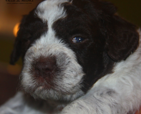 crescita peso cucciolo lagotto