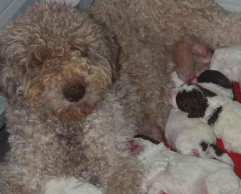 cucciolata lagotto