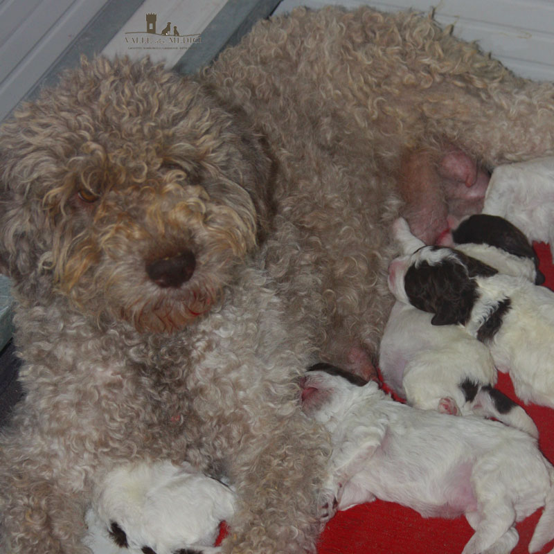 cucciolata lagotto