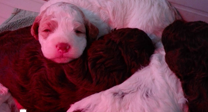 cuccioli lagotto allevamento