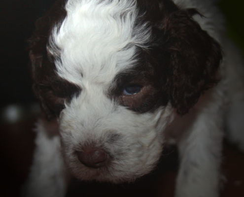 focus razza lagotto