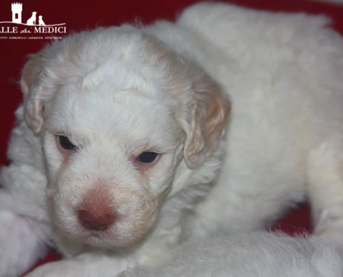 informazioni lagotto romagnolo