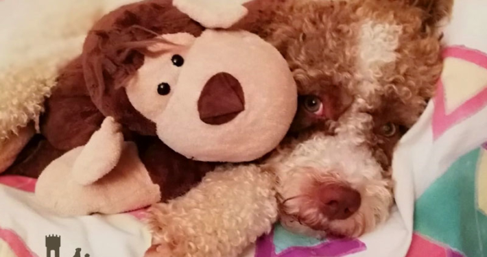 Allevamento Lagotto Romagnolo Cuccioli Valle Dei Medici