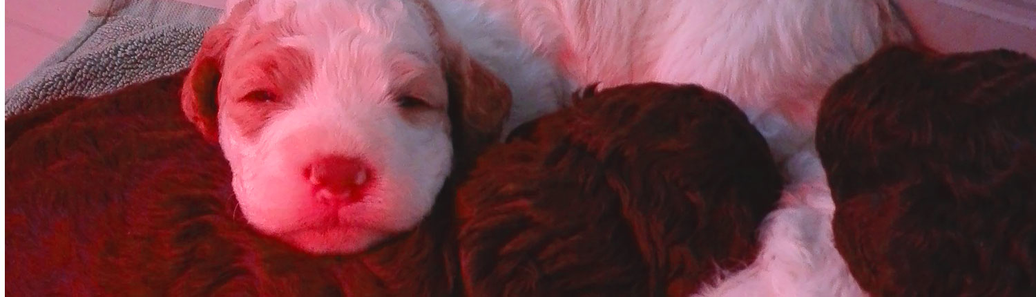 lagotto cane focus