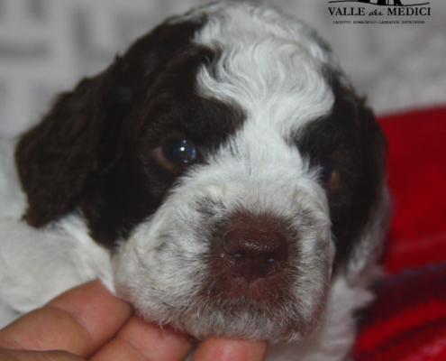 peso cucciolo lagotto