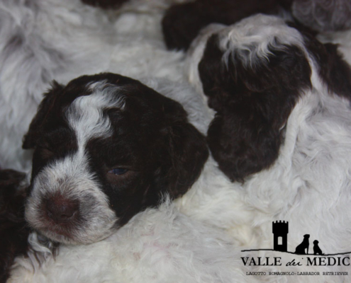 peso lagotto romagnolo