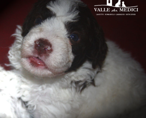 vendita cucciolo lagotto