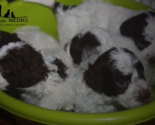 vendita lagotto