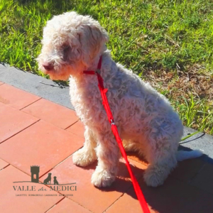 vendita lagotto adozione