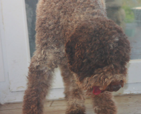 allevamenti lagotto