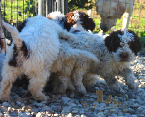 allevamento lagotto romagnolo