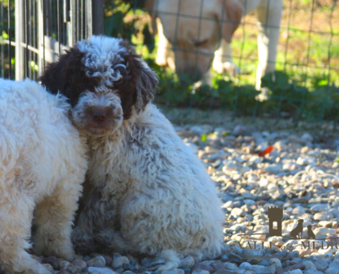 lagotto allevamento